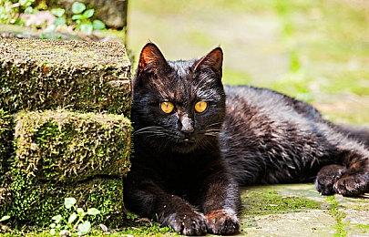 谷歌宣布Gemini 2.0  为玩家实时提供指导